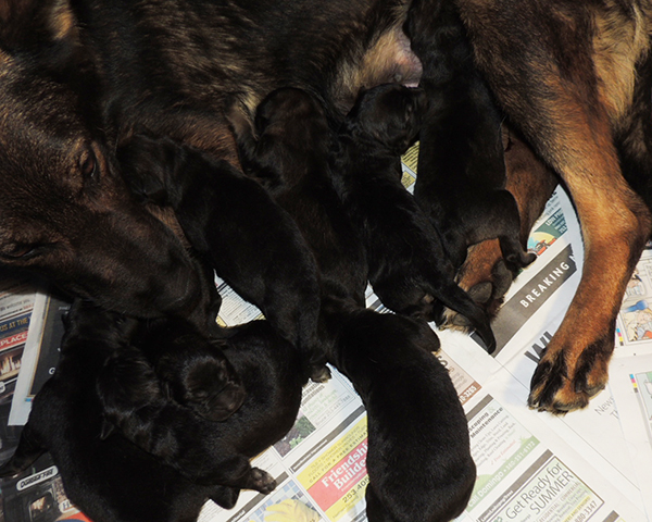 JinaTomas P Litter 24 hrs 3