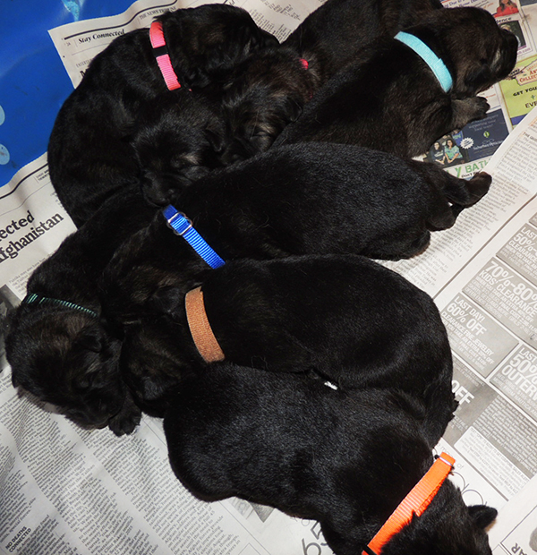 Jina Tomas P Litter 8 days 1