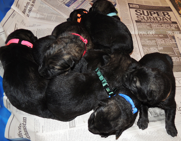 Jina Tomas P Litter 8 days 4