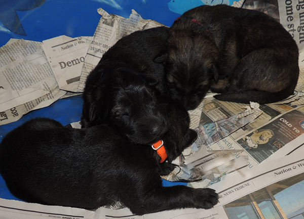 Jina Tomas P Litter females 8 days 2