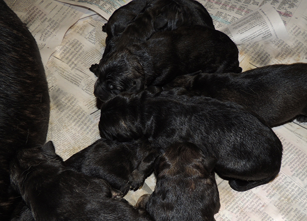 Jina Tomas P Litter Newborns2