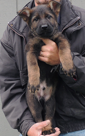Jina Tomas P Litter green collar male