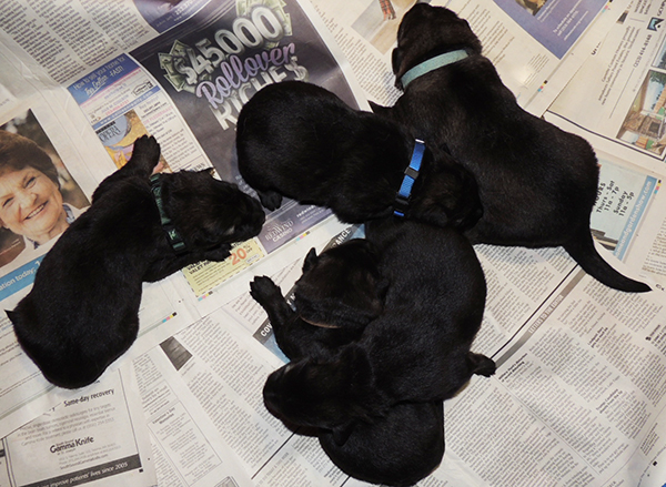 Jina Tomas P Litter males 8 days 2