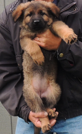 Jina Tomas Red Collar Red Sable female Longcoat