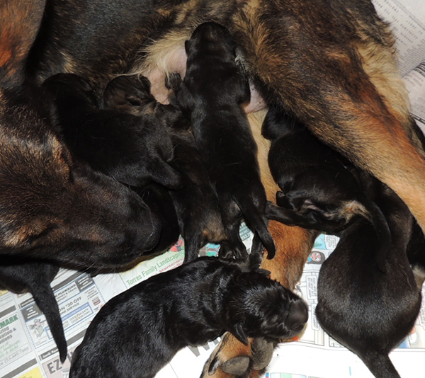 JinaTomas P Litter 24 hrs 4