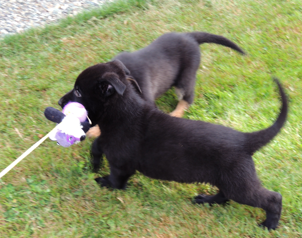 Jonni x Dino blk female Arna 7.5 wks