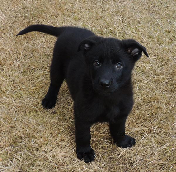 Jonni x Dino blk female Arna 7.5wks 2