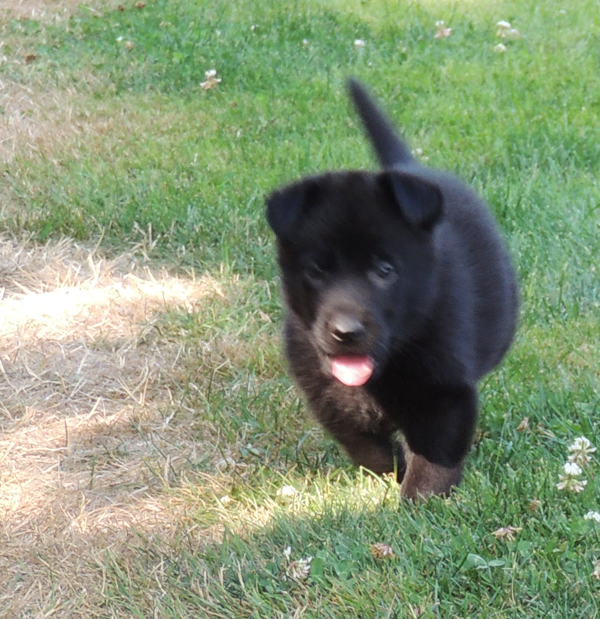 Jonni Dino blk female 5 wks