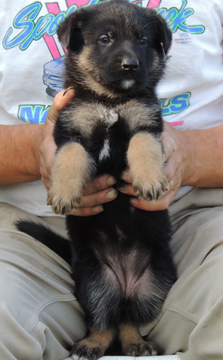 Jonni Dino pumpkin collar female 5 wks