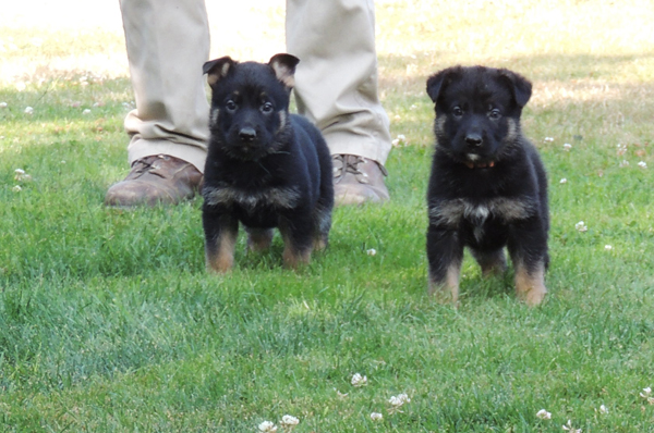 Jonni Dino green male pumpkin female 5 wks