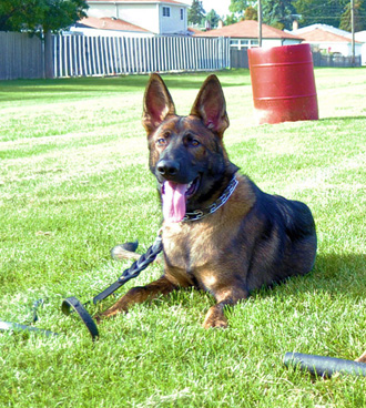 KatoHawk 4.5 mos
