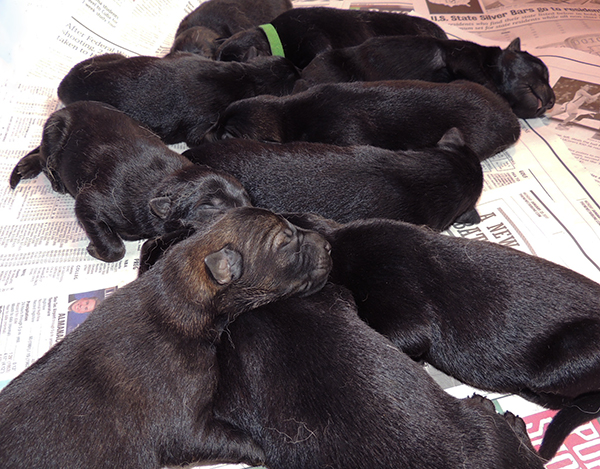 Kileen Gerry A Litter 2 days old