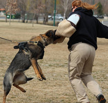 Kyah at 1 year training with Colleen