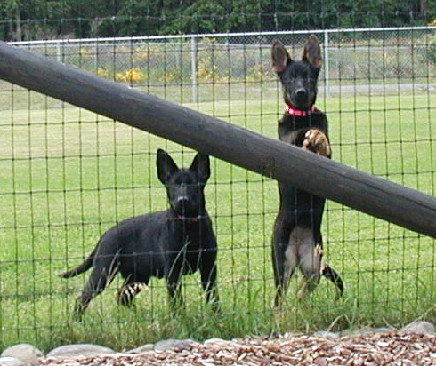 Leyna left Katja right 16 wks