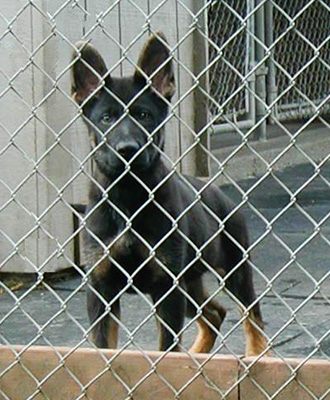 Eina x Lobo_Lido 15.5 wks