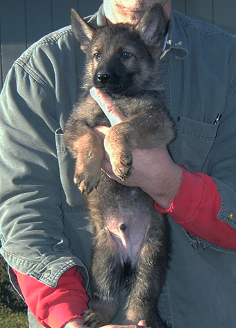 Lime Green collar male