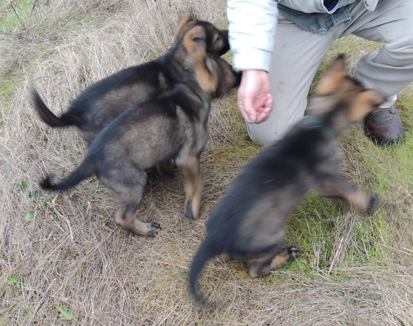 Itti Lux Lime turquoise DK Green males 8 wks