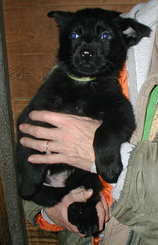 Xenna Lux 2nd litter Blk male Lime collar