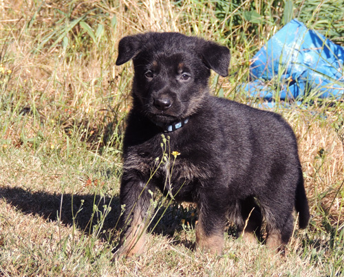 Lt Blue collar BiColor male 5.5 wks