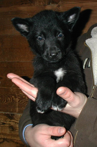 Xenna LUx 2nd litter Lt Blue Black male