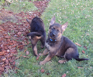 bara Lord Lt Blue sable male 6wks