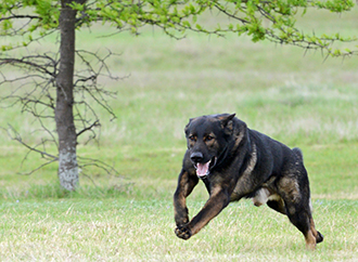 Lure Coursing