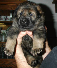 Grim von Schraderhaus 3 wks