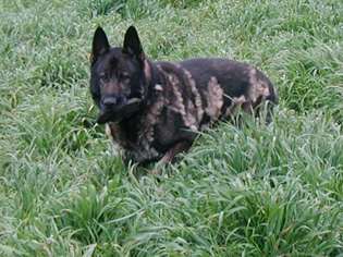 Lux in the grass 2_9yr8mos