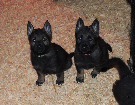 Lux x Ester X Litter Females 6 wks