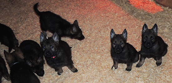 Lux x Ester X Litter 6 wks 3