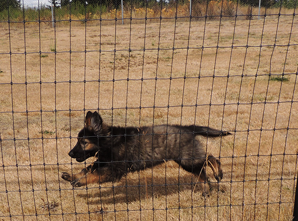 Lynx at 11 wks