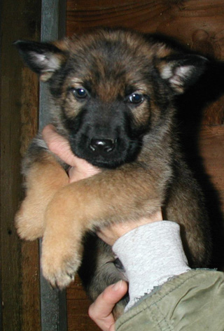 Xenna Lux 2nd litter no collar male