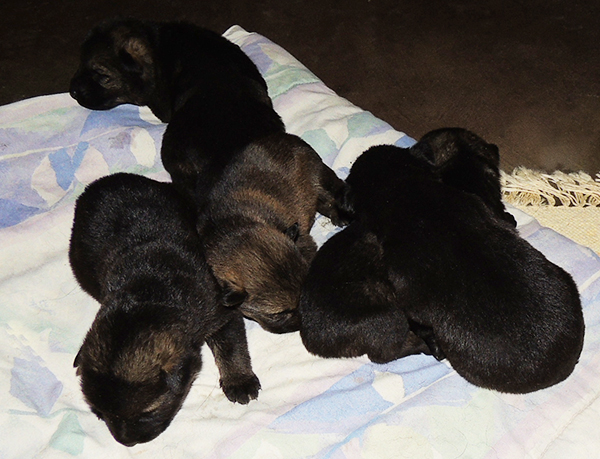 Marka Gero C Litter 13 days 1