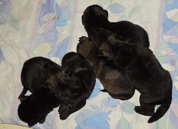 Marka Gero C Litter 13 days 2