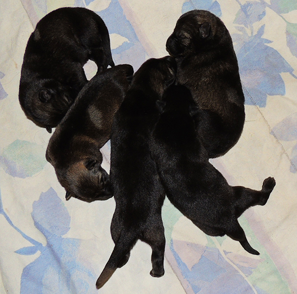 Marka Gero C Litter 4 days 2