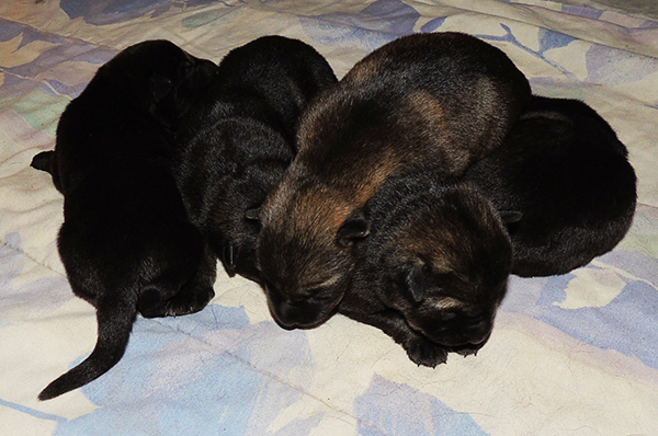 Marka Gero C Litter 4 days 1