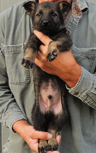 Marka Gero C Litter 6.5 wks Blk Collar Black Sable male