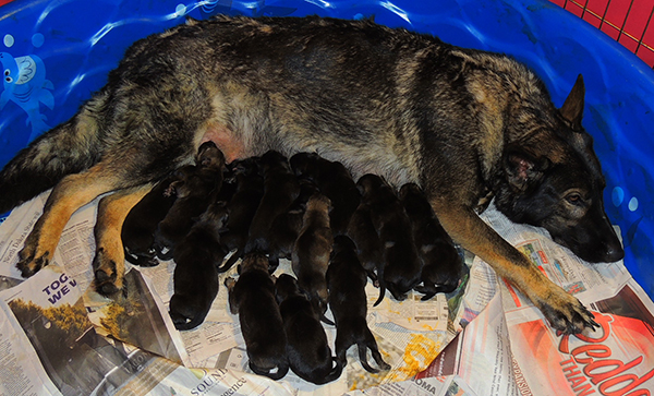 Nikita with her B Litte and Marka's C LItter