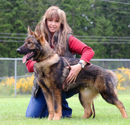 german shepherd czech lines for sale