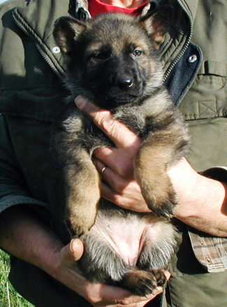 Molly Dino Black collar sable female 5.5wks