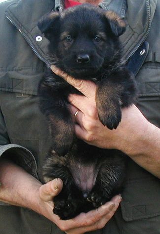 Molly Dino Sable Female pink collar 5.5 wks