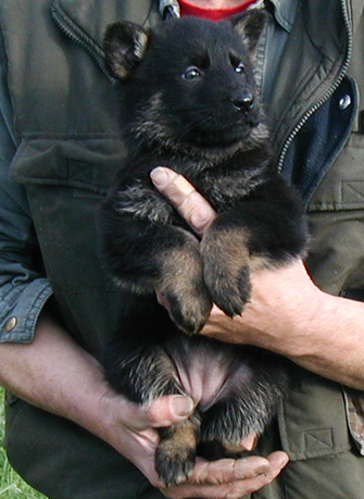 Molly Dino BiColor female red collar 5.5wks