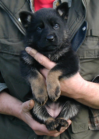 Molly Dino Bicolor female Floresc.Orange collar 5.5wks