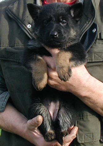 Molly Dino BiCOlor Fe pink collar 5.5wks