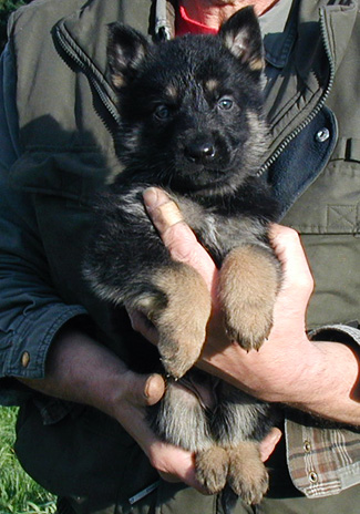 Molly Dino Male BiColor Turquoise collar 5.5wks