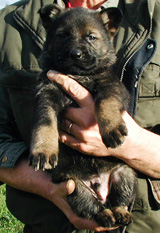 Molly x Dino dark sable male 5.5 wks_ Ustav
