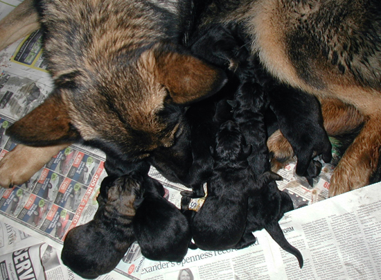 Molly Dino pups 24 hrs old