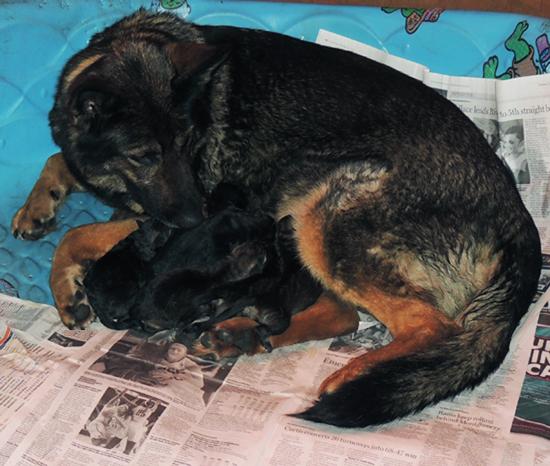 Molly w Newborn Lord J Litter Females