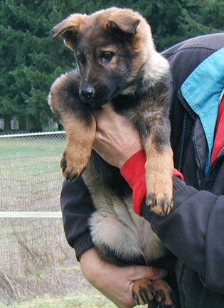 Molly Lord purple collar blk sable female