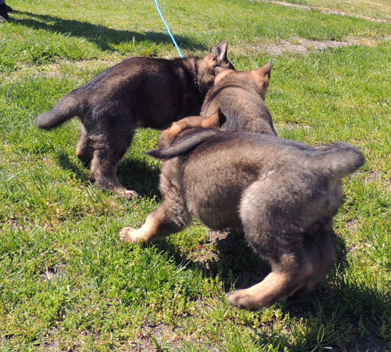 Molly Lord J Litter orange, blk and red collar fe 7 wks